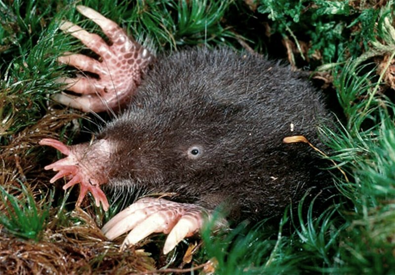 Крот землеройка звездонос