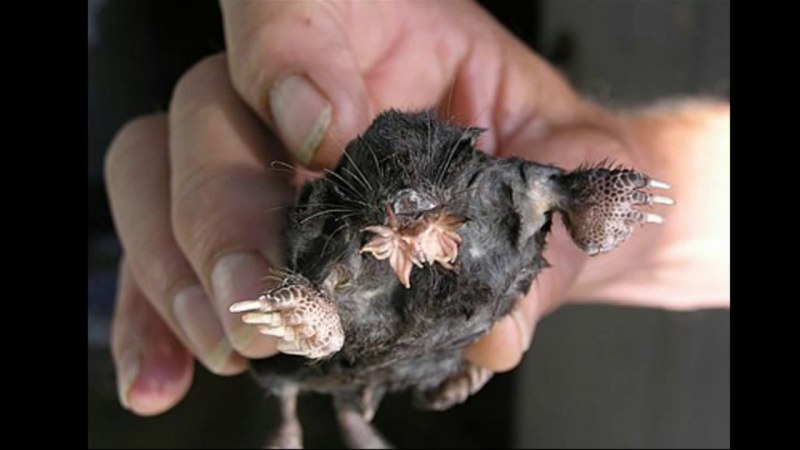 Американский Крот