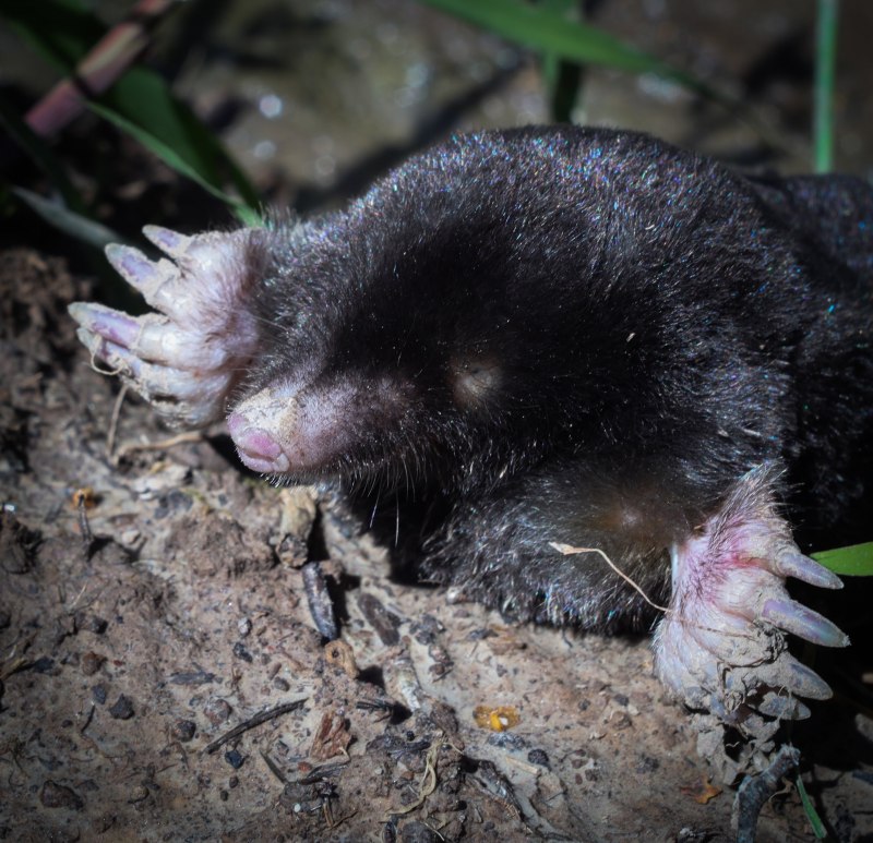 Гнездовики фото животные