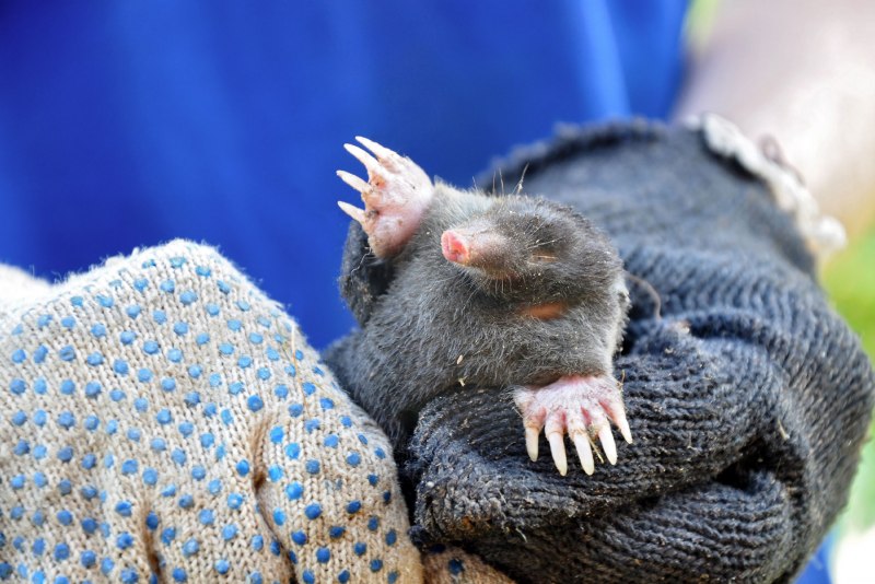 Американский Крот звездонос