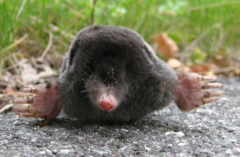 Звездонос мягкая игрушка