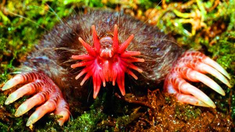 Кроты звездоносы