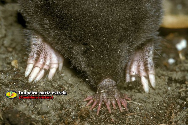 Звездорыл, или звездонос