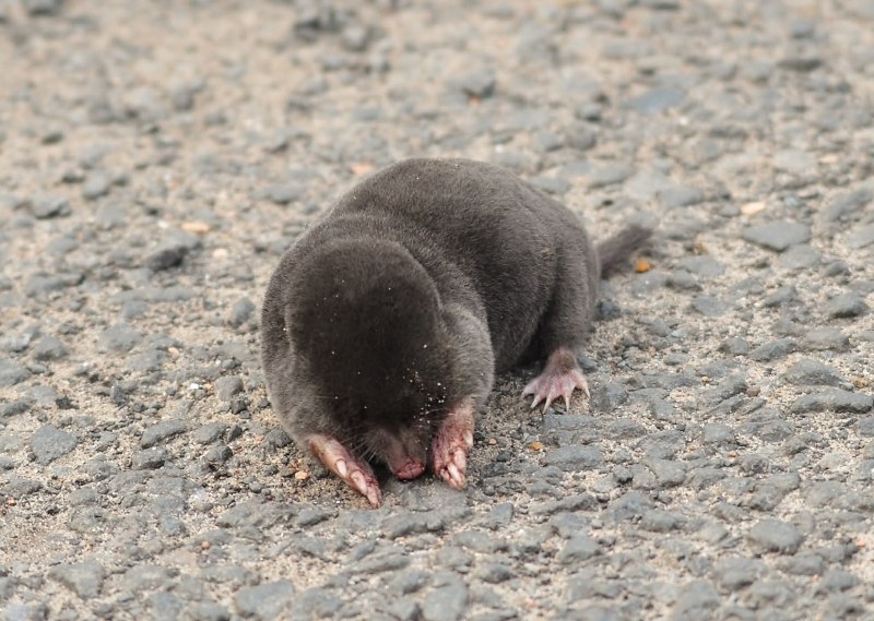 Крот землеройка звездонос