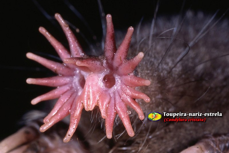 Крот звездонос