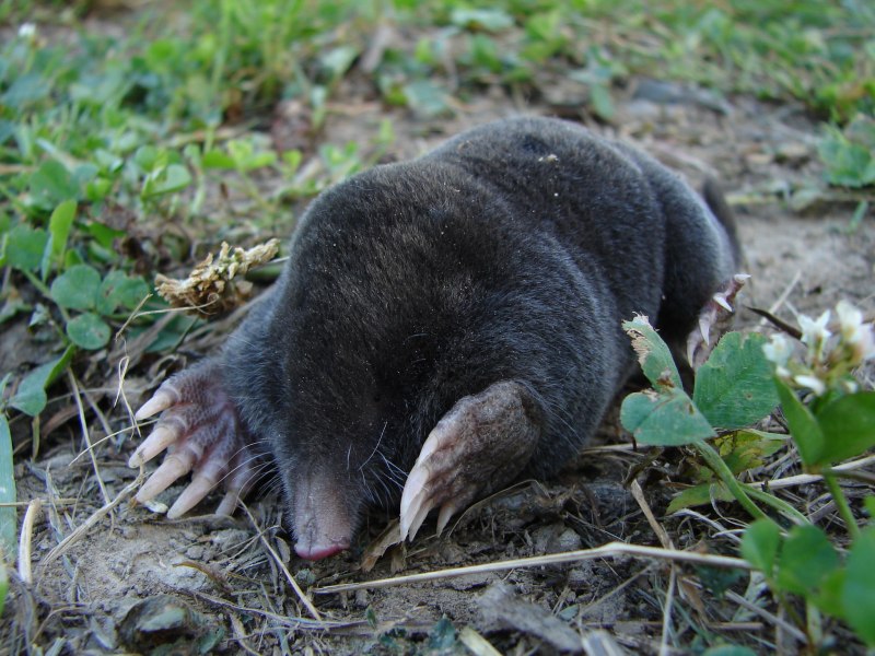 Крот настоящий