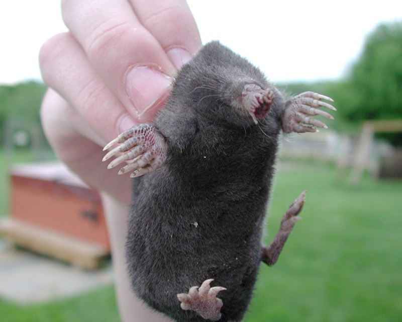 Крот полевой