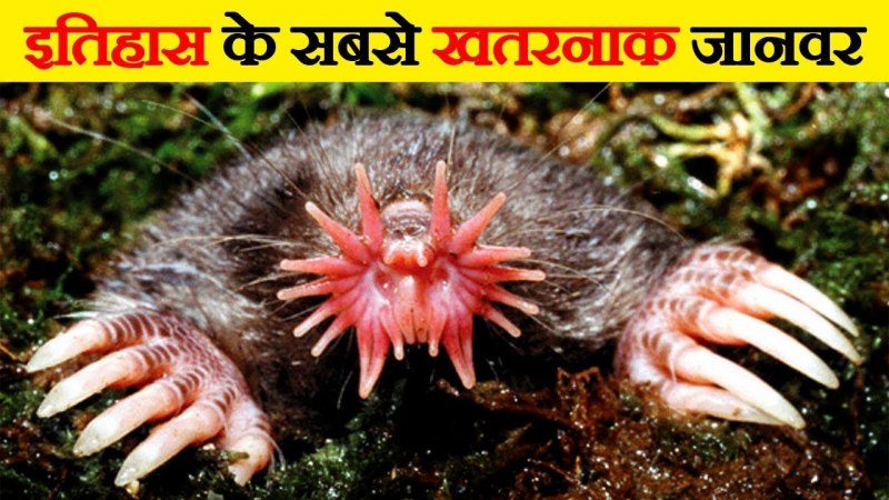 Кроты в огороде фото