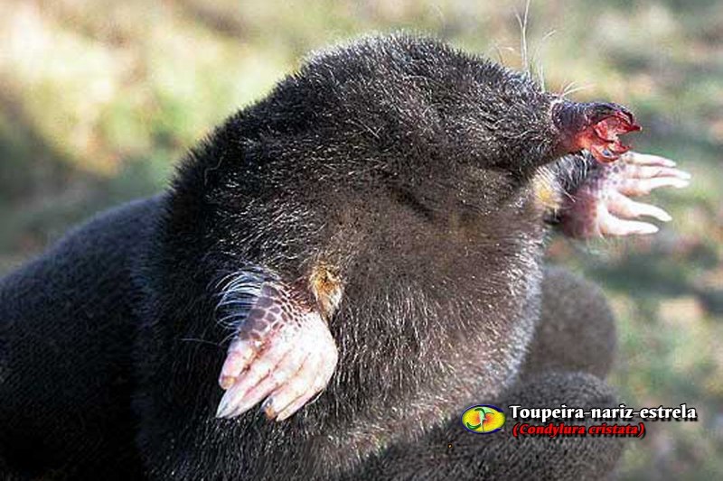 Крот обыкновенный (talpa europaea)