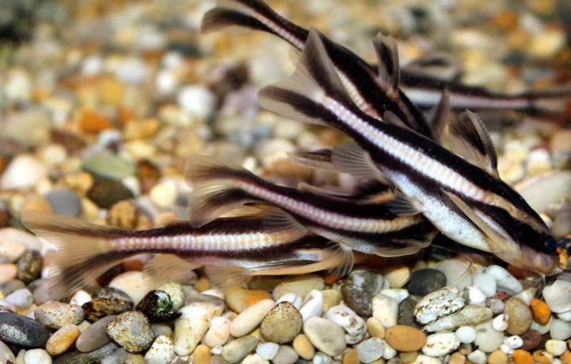 Сомик платидорас