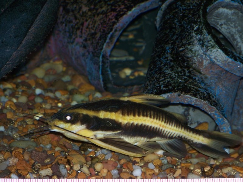 Платидорас аквариумная рыбка