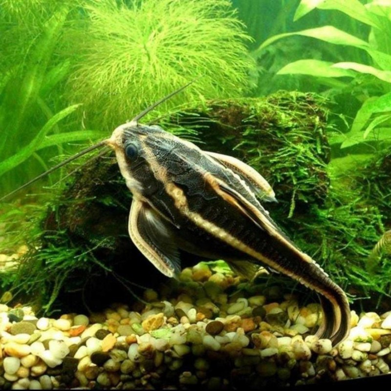 Сом аквариумный платидорас полосатый