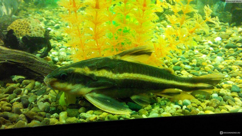 Платидорас мальки