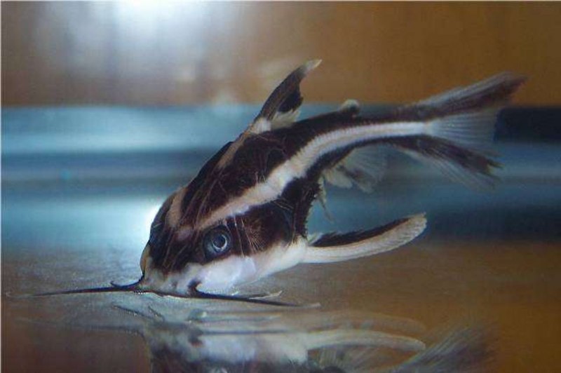 Полосатый сом угорь