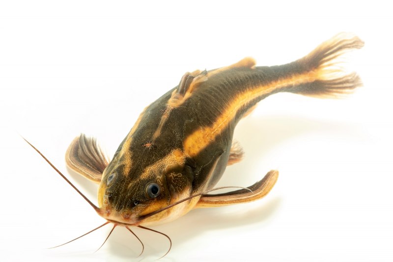 Рыбка платидорас полосатый