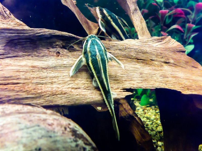 Полосатый сомик аквариумный платидорас