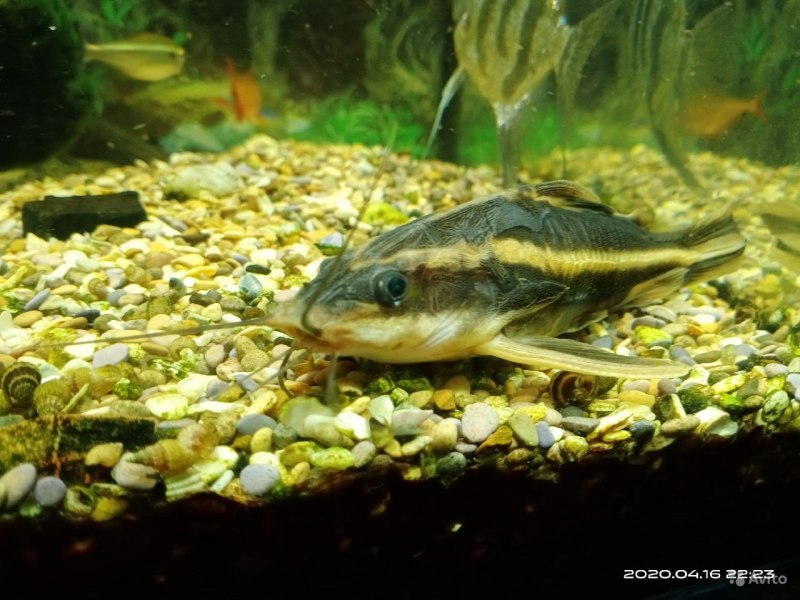 Полосатый сомик белый с чёрным