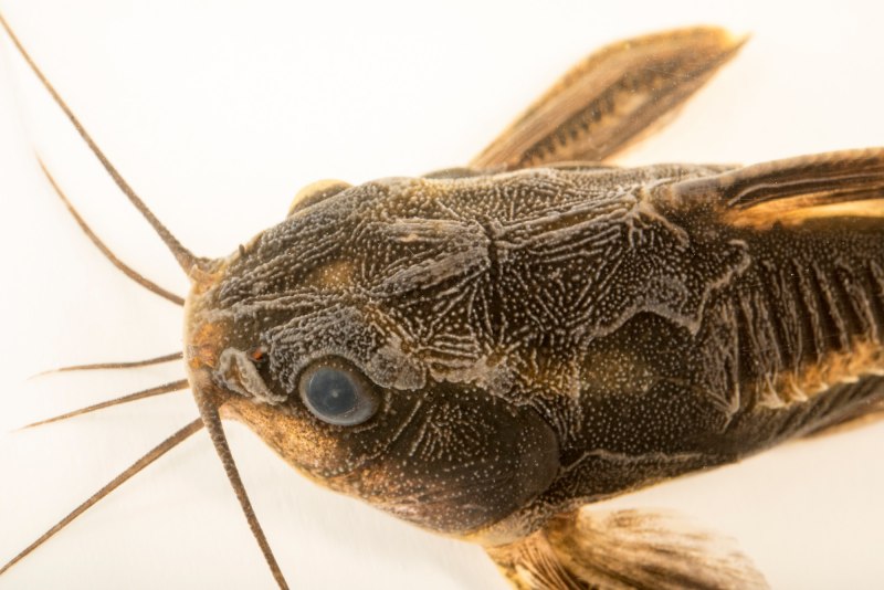 Отоцинклюс аффинис Otocinclus affinis