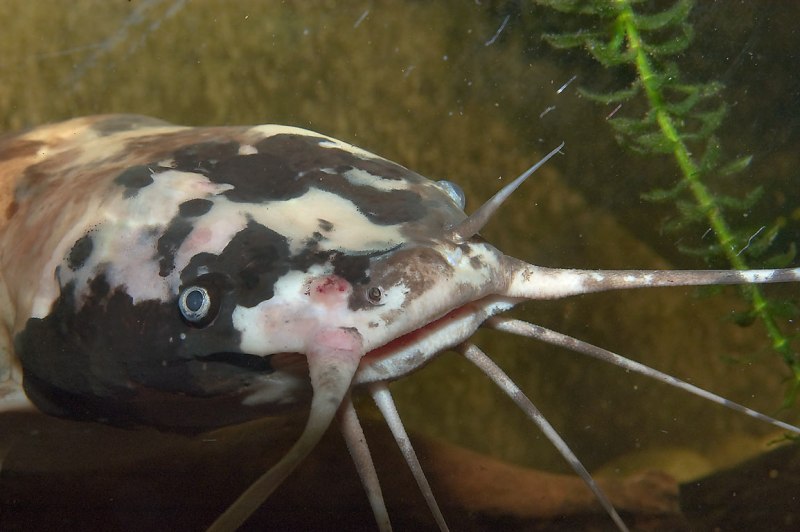 Платидорас в руках