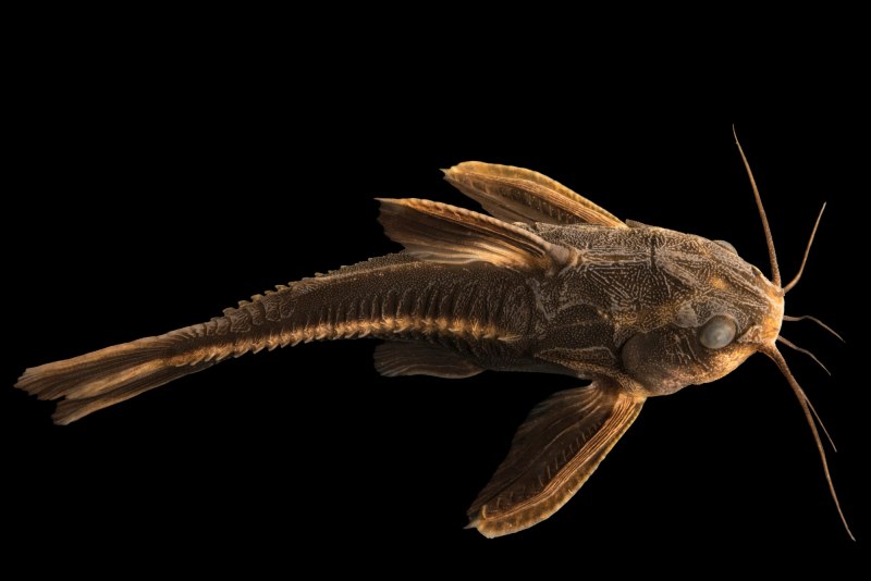 Мистус аквариумная рыбка