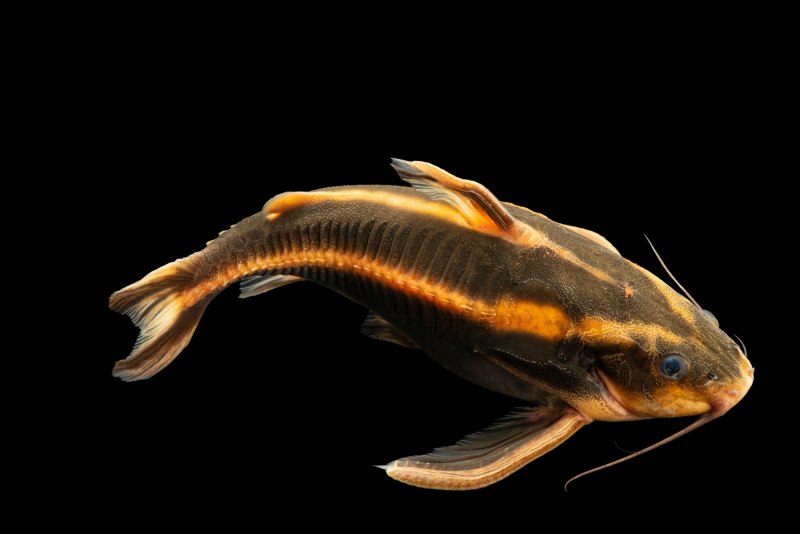 Рыбка платидорас полосатый