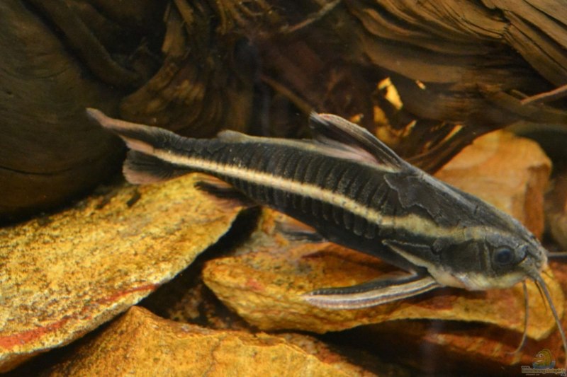 Платидорас ЭКОСТАТУС