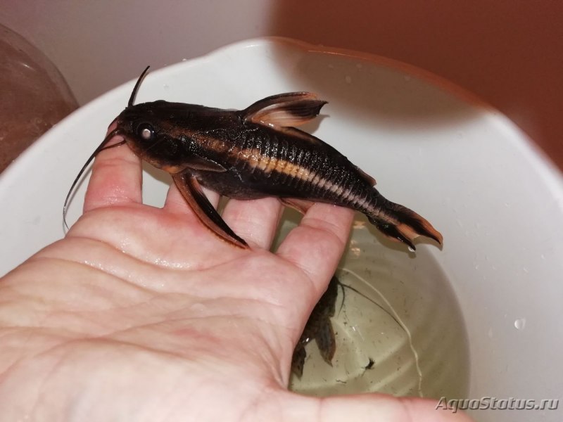 Акантодорас звездчатый