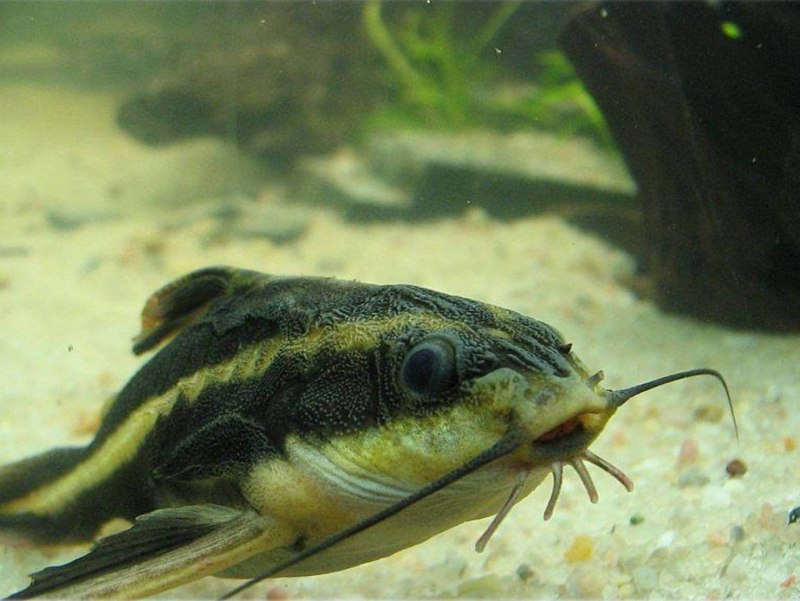 Сом платидорас полосатый