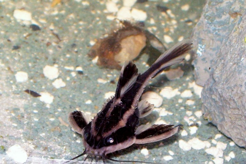 Сомик платидорас моллинезии