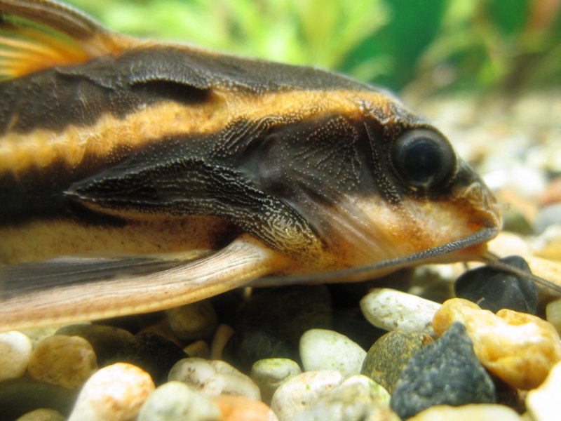 Полосатый сомик платидорас
