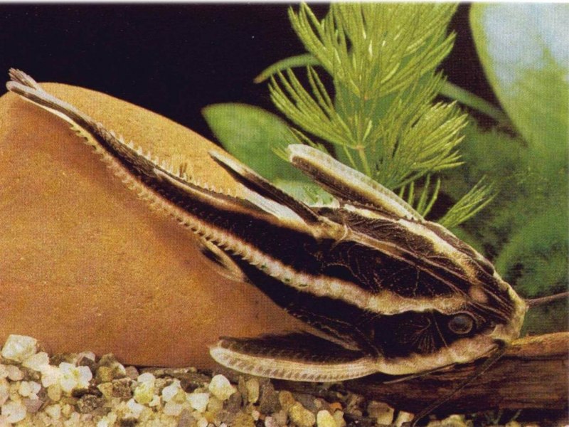 Нерест платидорас