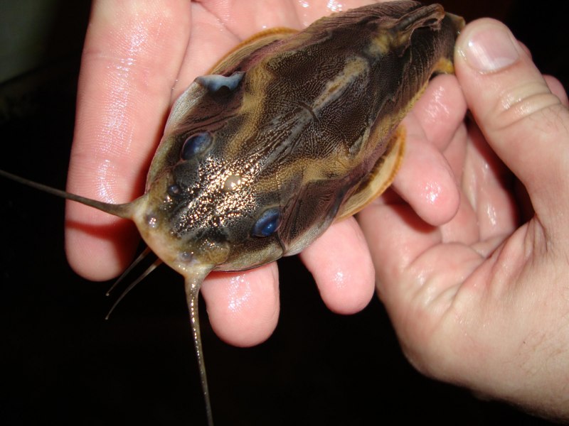 Тигровый сомик аквариумный