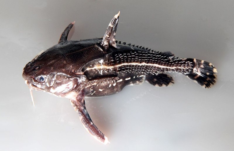 Беременная самка платидораса