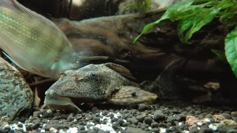 Гипанциструс Зебра аквариумная рыбка