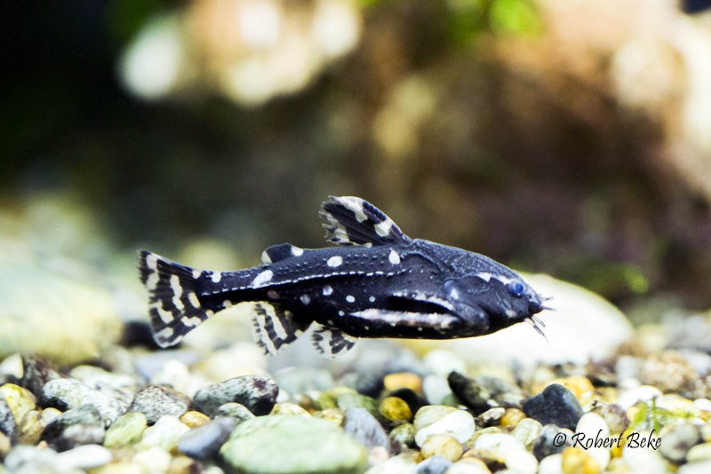 Сом синодонтис Далматин