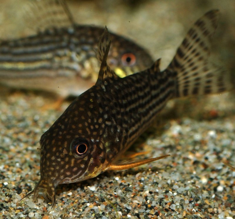 Синодонтис Ангеликус