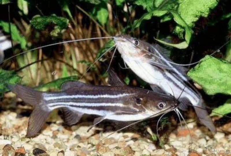 Платидорасы интересные факты