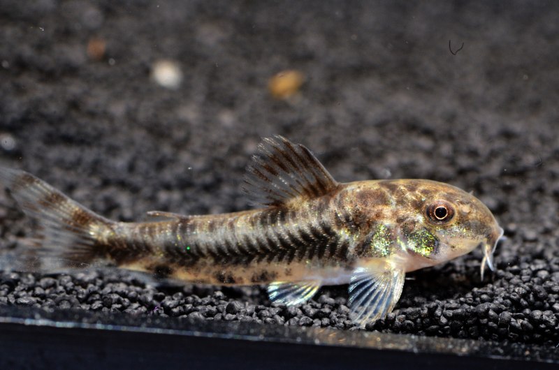 Сомик агамикс звездчатый