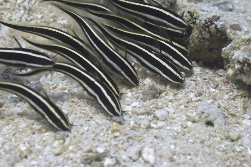 Сом платидорас икра