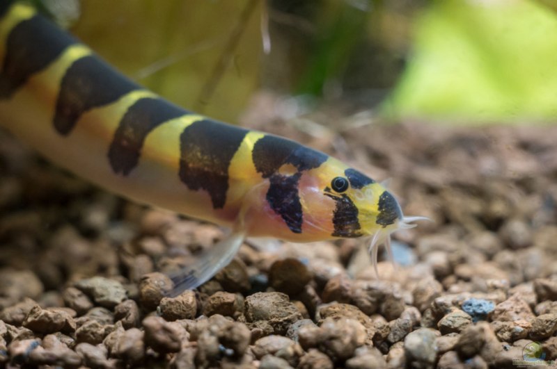 Коридорас Штерба