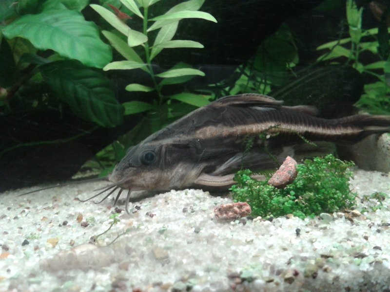 Платидорас пятнистый