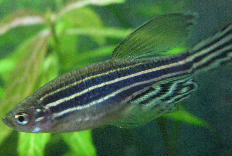 Нанностомус Бекфорда