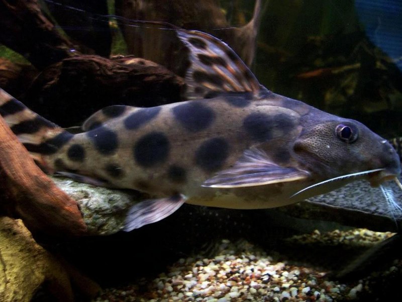 Аквариумные рыбки сомики черные