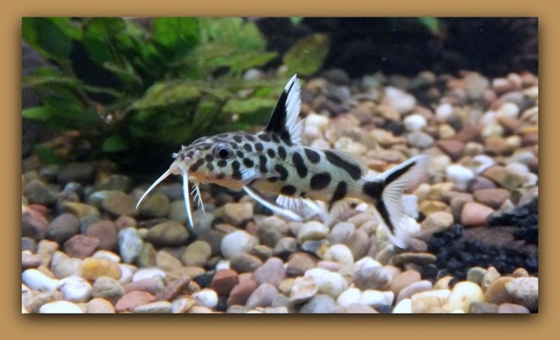 Сомики аквариумные платидорас