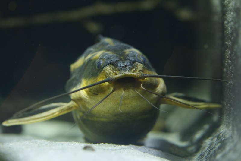 Сом клариус аквариумный