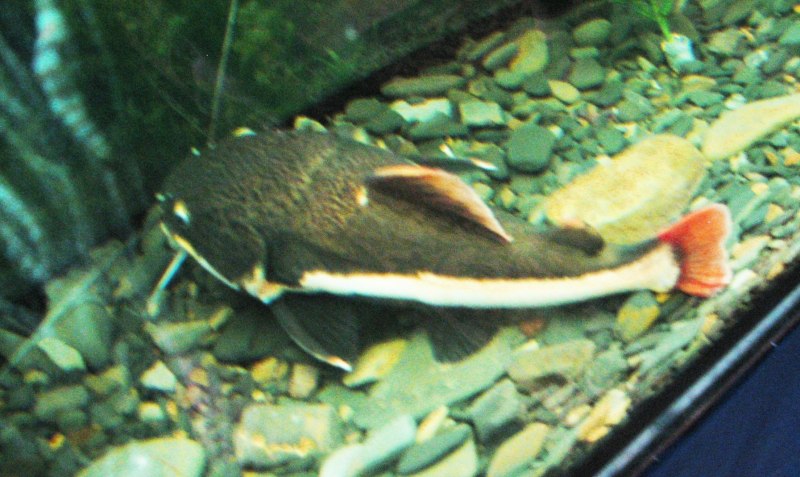 Агамиксис белопятнистый