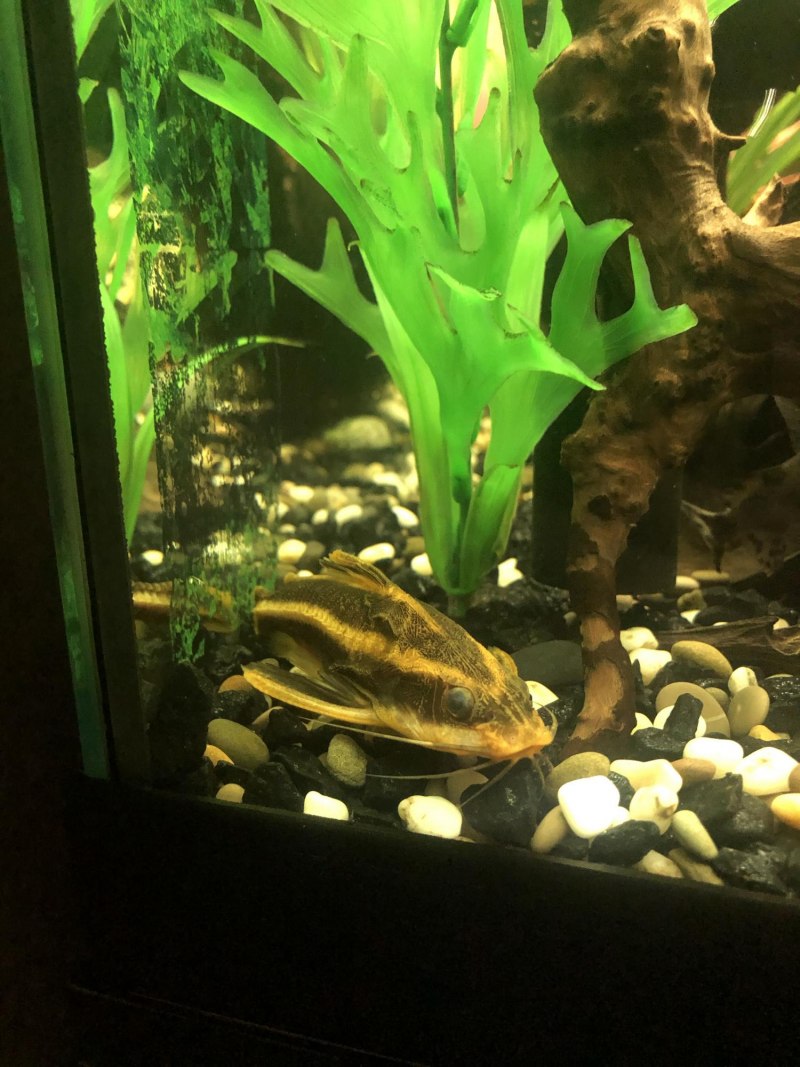 Коридорас аквариумная рыбка