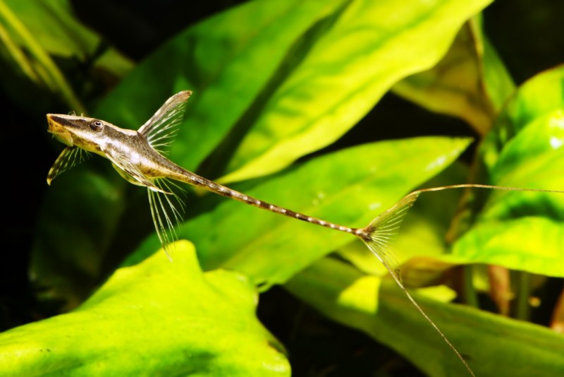 Платидорас пятнистый