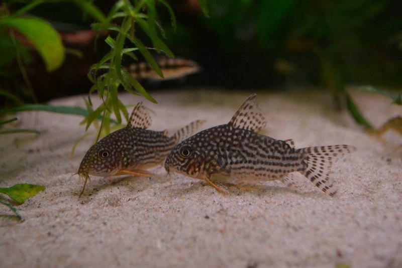 Сомик коридорас крапчатый