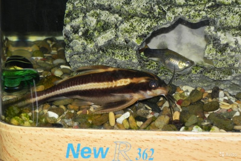 Сомик синодонтис полосатый